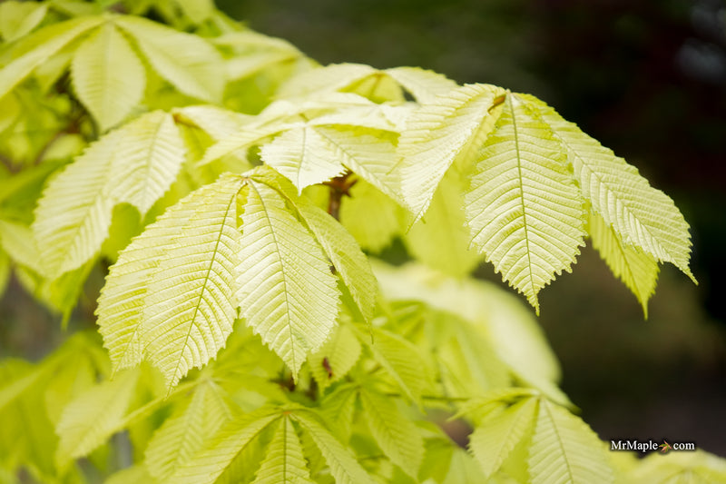 Aesculus hippocastanum 'Wisselink' Reticulated Variegated European Horse Chestnut