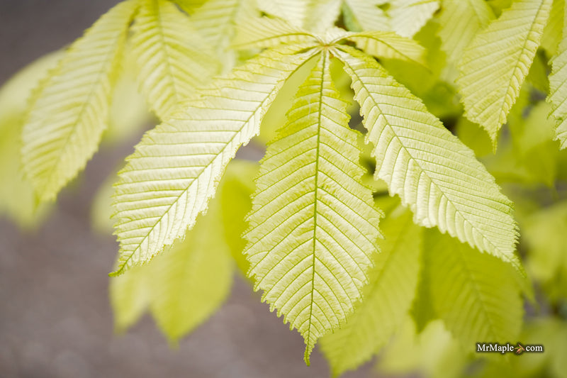 Aesculus hippocastanum 'Wisselink' Reticulated Variegated European Horse Chestnut
