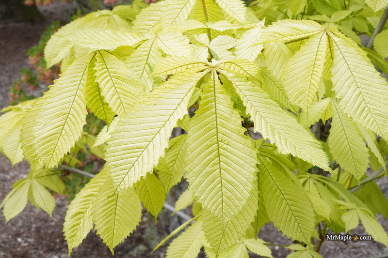 Aesculus hippocastanum 'Wisselink' Reticulated Variegated European Horse Chestnut