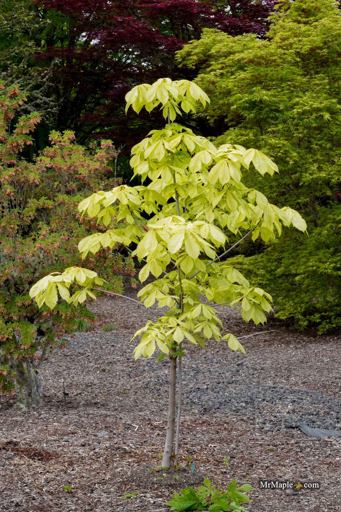 Mr Maple Aesculus hippocastanum 'Wisselink' European Horse Chestnut - Thumbnail 5