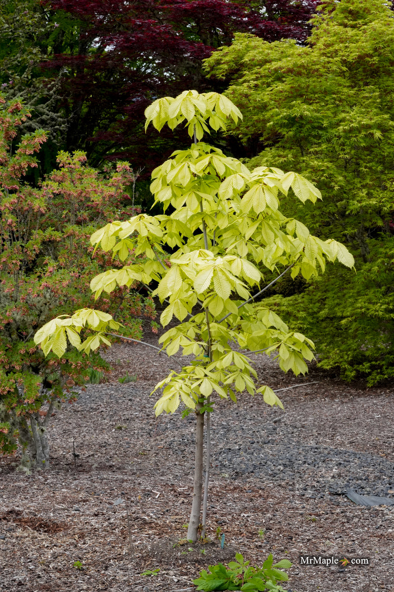 Aesculus hippocastanum 'Wisselink' Reticulated Variegated European Horse Chestnut