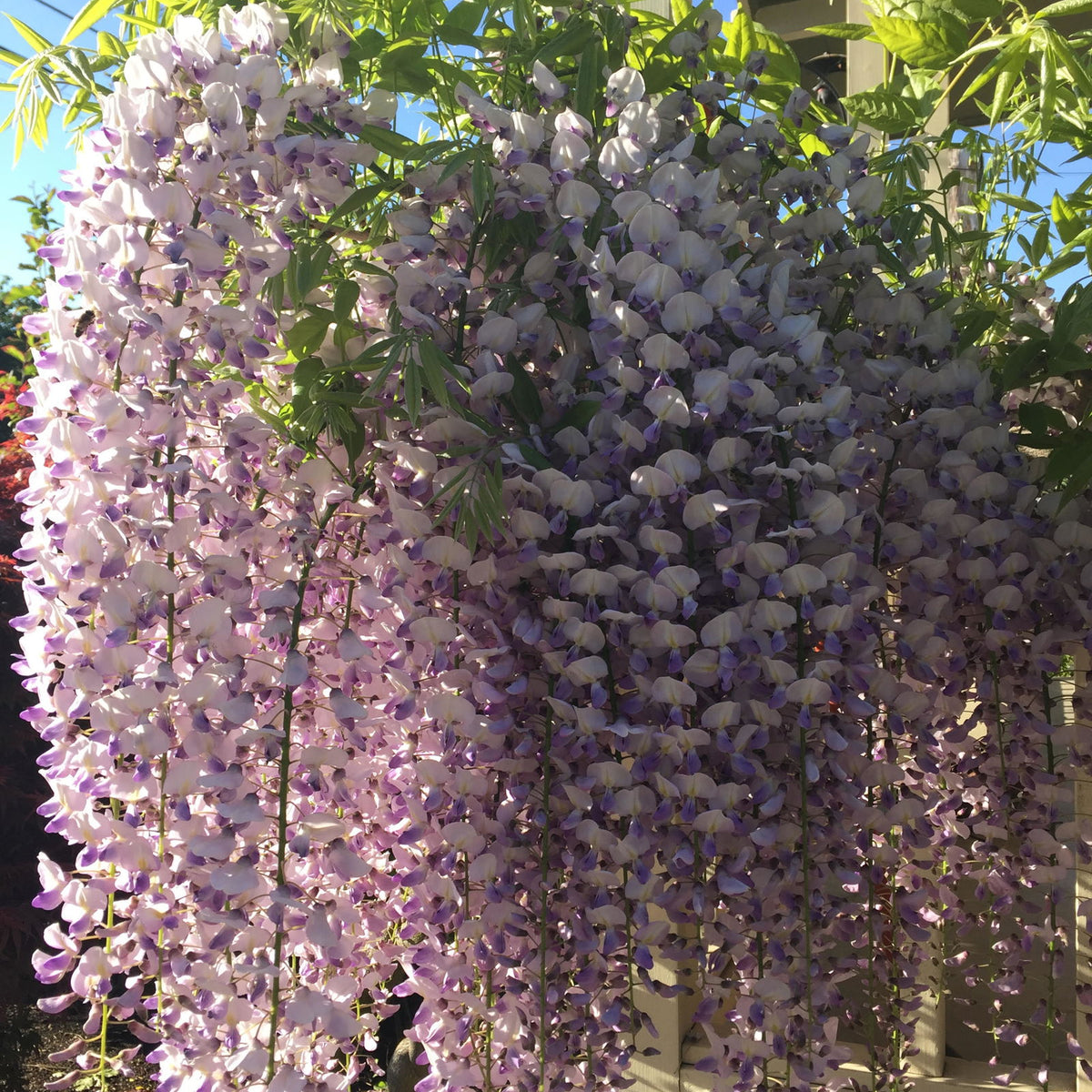Buy Wisteria floribunda 'Anwen' Lavender Japanese Wisteria — Mr Maple │ Buy  Japanese Maple Trees