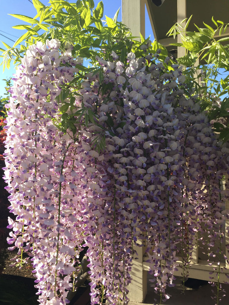 Wisteria_floribunda_Anwen_Lave