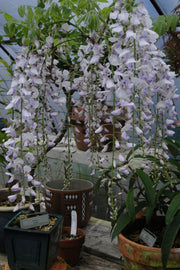 Wisteria floribunda 'Anwen' Lavender Japanese Wisteria - Mr Maple │ Buy Japanese Maple Trees