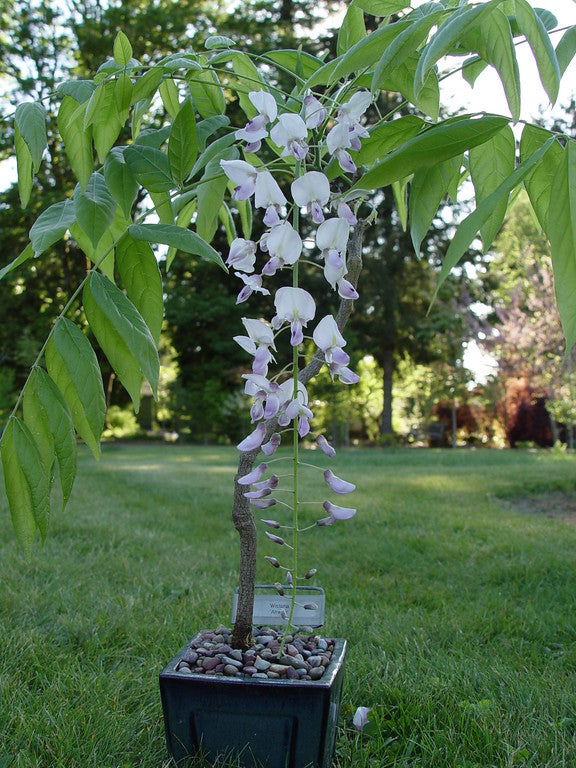 Wisteria floribunda 'Anwen' Lavender Japanese Wisteria - Mr Maple │ Buy Japanese Maple Trees