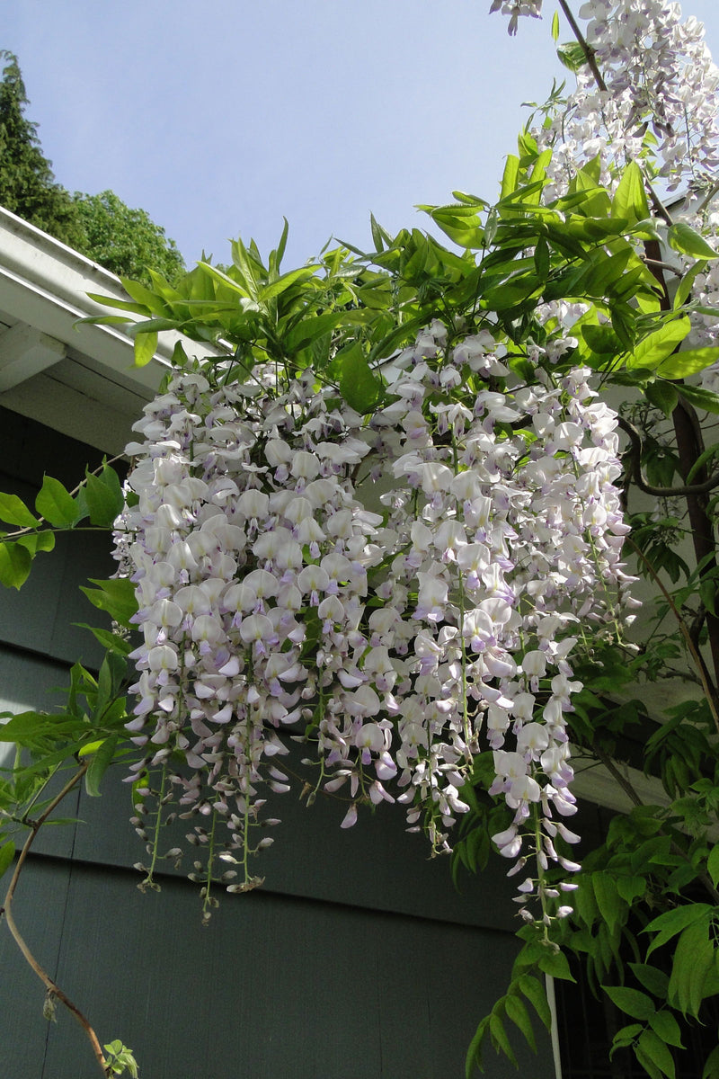 Wisteria floribunda 'Anwen' Lavender Japanese Wisteria - Mr Maple │ Buy Japanese Maple Trees