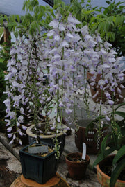 Wisteria floribunda 'Anwen' Lavender Japanese Wisteria - Mr Maple │ Buy Japanese Maple Trees