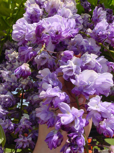 Wisteria floribunda 'Black Dragon' Deep Purple Flowering Japanese Wisteria - Mr Maple │ Buy Japanese Maple Trees