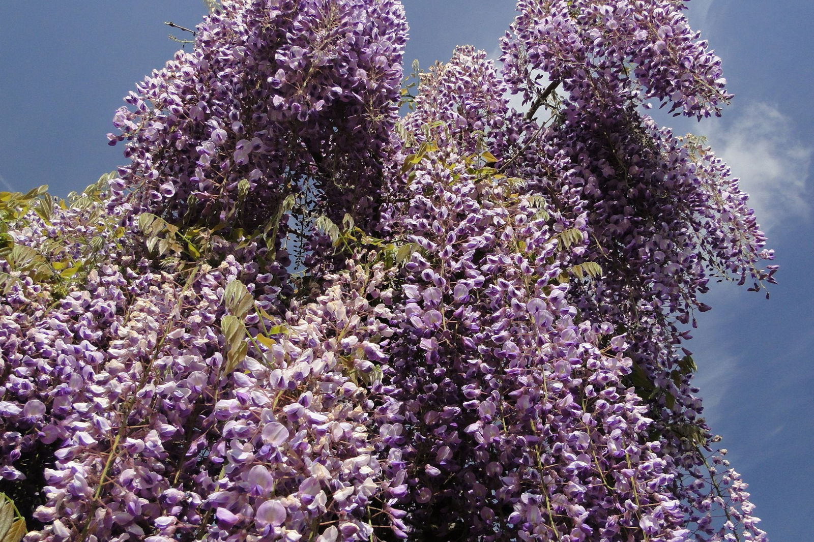 Mr Maple Wisteria floribunda - Thumbnail 3