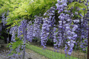 Wisteria floribunda 'Black Dragon' Deep Purple Flowering Japanese Wisteria - Mr Maple │ Buy Japanese Maple Trees