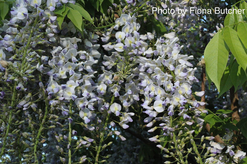 Wisteria floribunda 'Geisha' Blue Japanese Wisteria - Mr Maple │ Buy Japanese Maple Trees