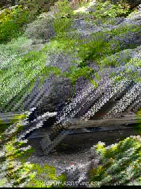 Wisteria floribunda 'Geisha' Blue Japanese Wisteria - Mr Maple │ Buy Japanese Maple Trees