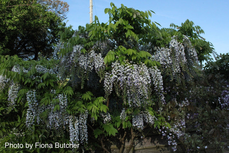 Wisteria floribunda 'Geisha' Blue Japanese Wisteria - Mr Maple │ Buy Japanese Maple Trees