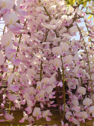 Wisteria floribunda 'Honbeni' Pink Ice Japanese Wisteria - Mr Maple │ Buy Japanese Maple Trees