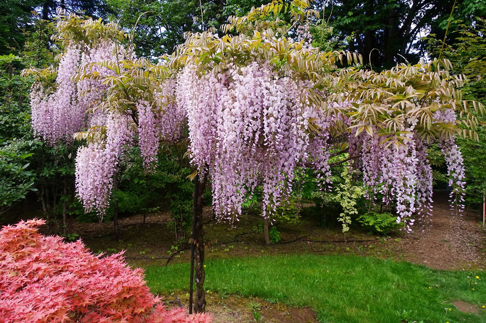 Buy Wisteria floribunda 'Honbeni' Pink Ice Japanese Wisteria — Mr