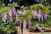 Wisteria floribunda 'Honbeni' Pink Ice Japanese Wisteria - Mr Maple │ Buy Japanese Maple Trees