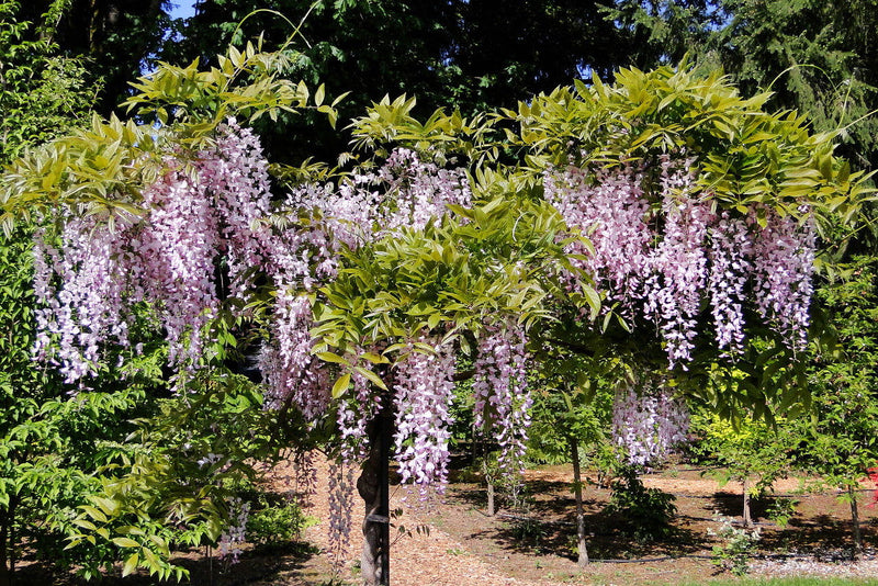 Wisteria floribunda 'Honbeni' Pink Ice Japanese Wisteria - Mr Maple │ Buy Japanese Maple Trees