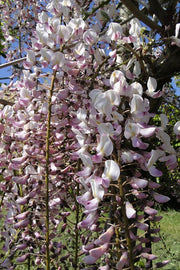 Wisteria floribunda 'Honbeni' Pink Ice Japanese Wisteria - Mr Maple │ Buy Japanese Maple Trees
