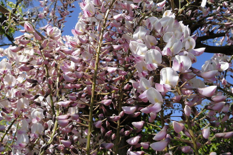 Wisteria floribunda 'Honbeni' Pink Ice Japanese Wisteria - Mr Maple │ Buy Japanese Maple Trees