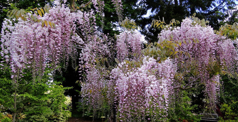 Wisteria floribunda 'Honbeni' Pink Ice Japanese Wisteria - Mr Maple │ Buy Japanese Maple Trees