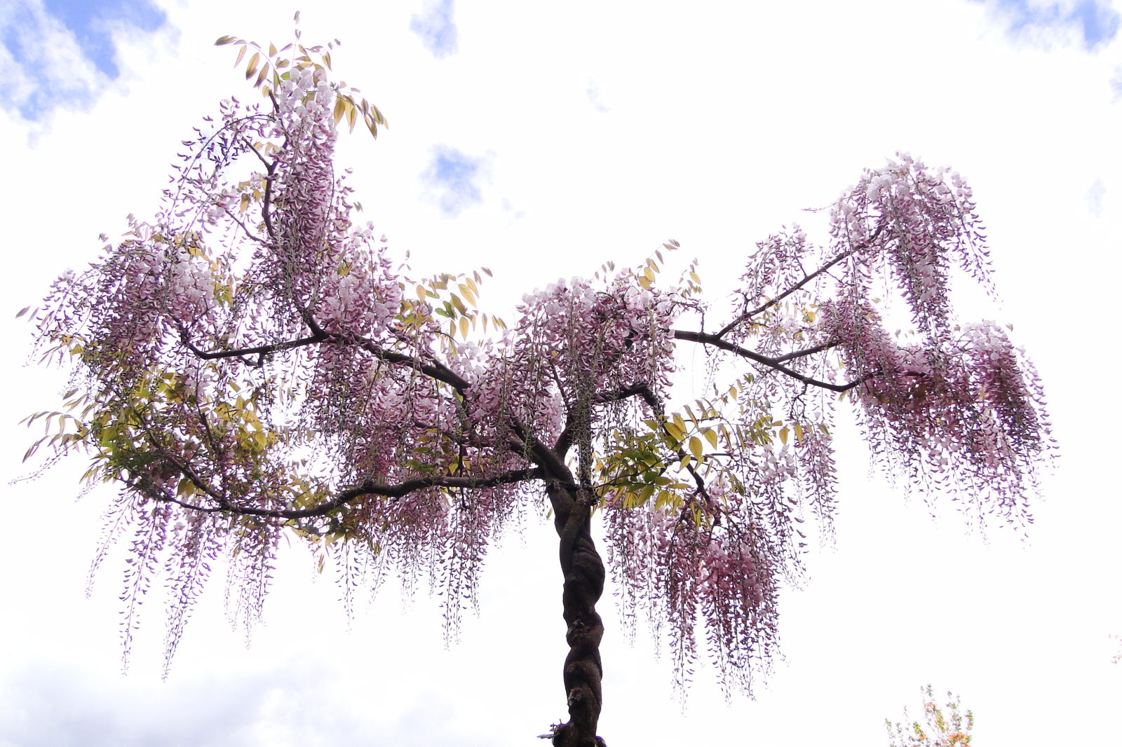 Buy Wisteria floribunda 'Honbeni' Pink Ice Japanese Wisteria — Mr