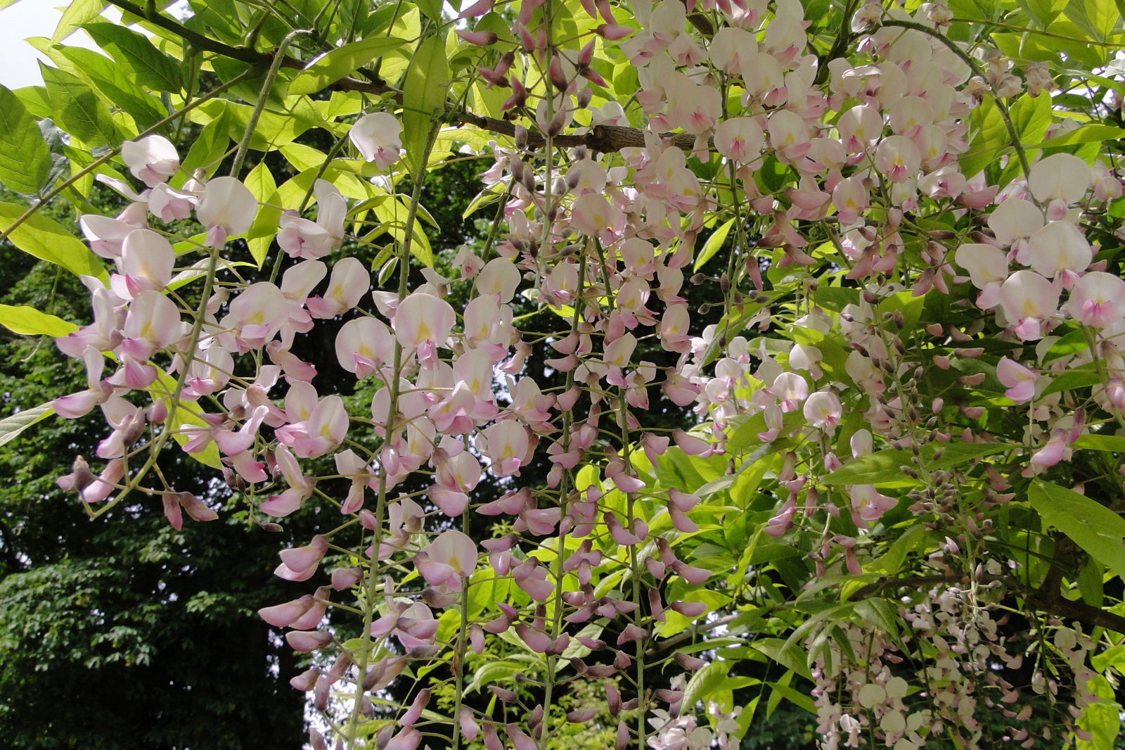 Mr Maple Wisteria floribunda - Thumbnail 5