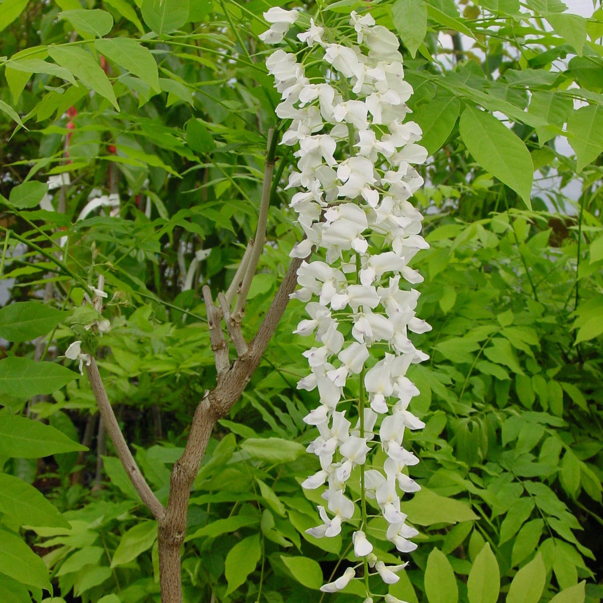 Buy Wisteria floribunda 'Longissima Alba' White Flowering Japanese Wisteria  — Mr Maple │ Buy Japanese Maple Trees