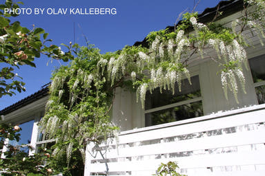 Wisteria floribunda 'Longissima Alba' White Flowering Japanese Wisteria - Mr Maple │ Buy Japanese Maple Trees