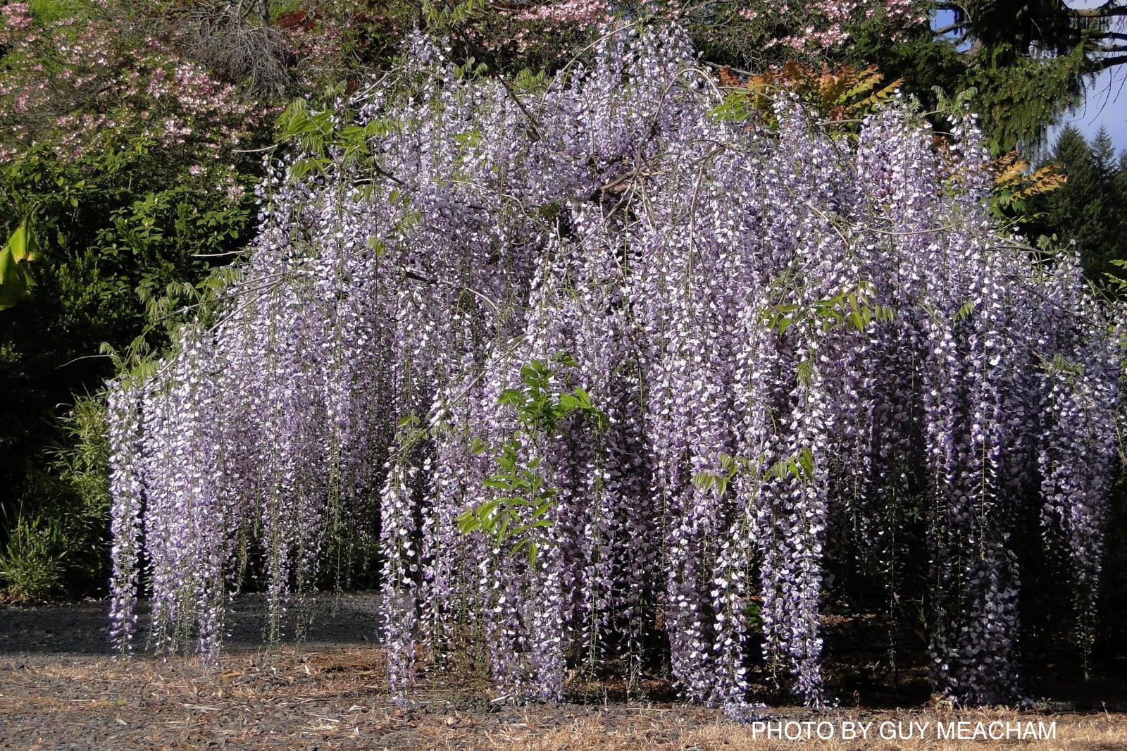 Buy Wisteria floribunda 'Macrobotrys' Lavender Japanese Wisteria