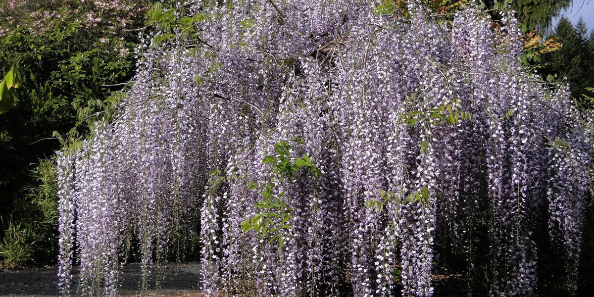wisteria  Wisteria_floribunda_Macrobotry