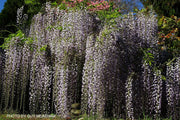 Wisteria floribunda 'Macrobotrys' Lilac Japanese Wisteria - Mr Maple │ Buy Japanese Maple Trees