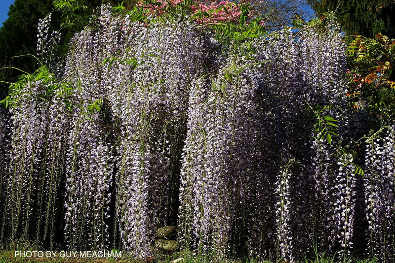 Wisteria floribunda 'Macrobotrys' Lilac Japanese Wisteria - Mr Maple │ Buy Japanese Maple Trees