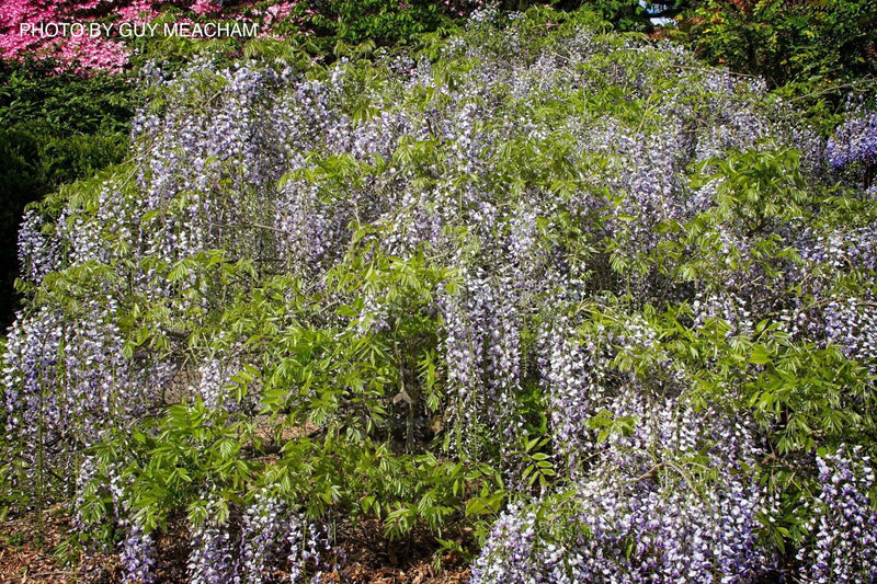 Wisteria floribunda 'Macrobotrys' Lilac Japanese Wisteria - Mr Maple │ Buy Japanese Maple Trees