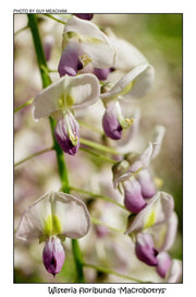 Wisteria floribunda 'Macrobotrys' Lilac Japanese Wisteria - Mr Maple │ Buy Japanese Maple Trees