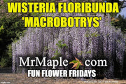 Wisteria floribunda 'Macrobotrys' Lilac Japanese Wisteria - Mr Maple │ Buy Japanese Maple Trees