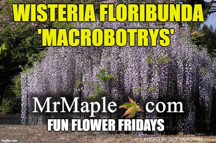 Wisteria floribunda 'Macrobotrys' Lilac Japanese Wisteria - Mr Maple │ Buy Japanese Maple Trees