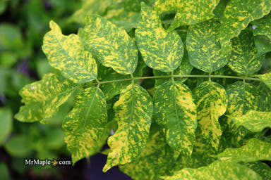 Wisteria floribunda 'Mon nishiki' Variegated Japanese Wisteria - Mr Maple │ Buy Japanese Maple Trees