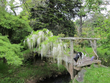Wisteria floribunda 'Snow Showers' White Flowering Japanese Wisteria - Mr Maple │ Buy Japanese Maple Trees