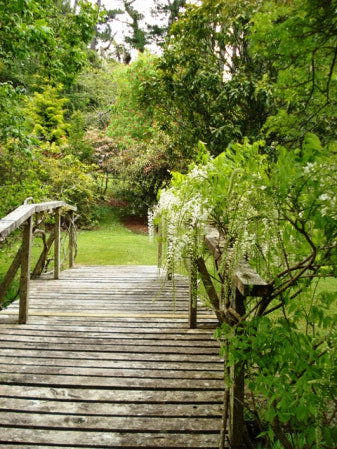 Wisteria floribunda 'Snow Showers' White Flowering Japanese Wisteria - Mr Maple │ Buy Japanese Maple Trees