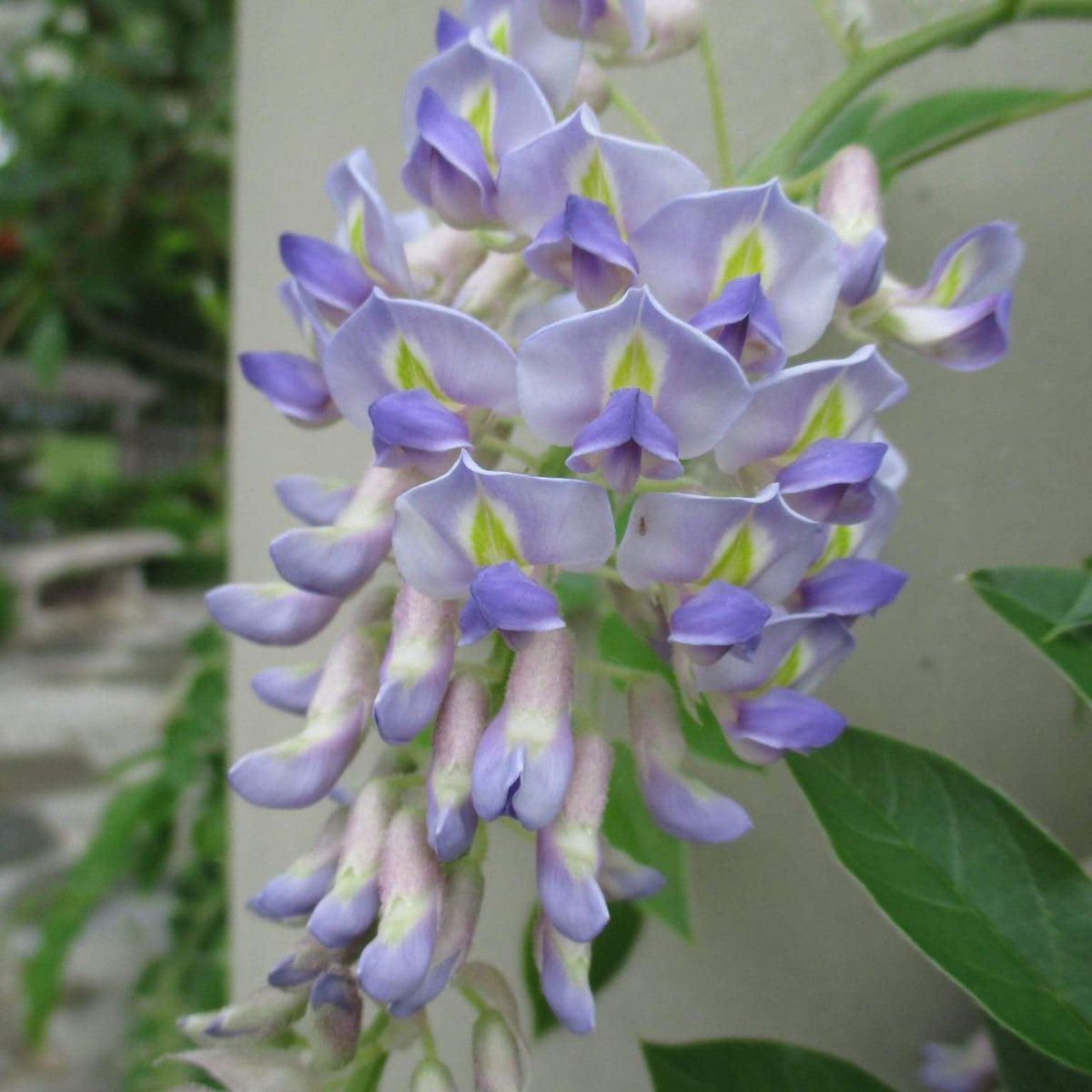 Buy Wisteria macrostachya 'Blue Moon' Blue Kentucky Wisteria — Mr Maple │  Buy Japanese Maple Trees