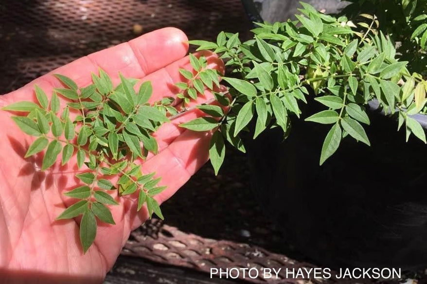 Buy Wisteria sinensis 'Kofuji' Dwarf Chinese Wisteria — Mr Maple │ Buy  Japanese Maple Trees