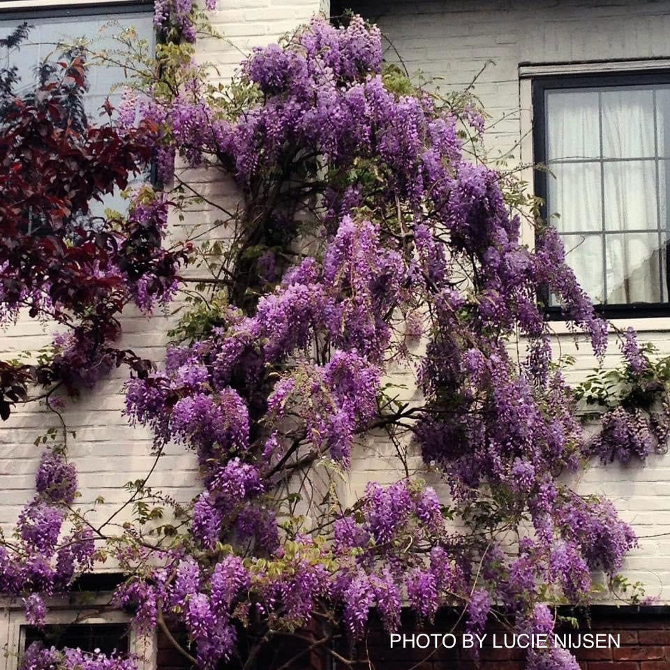 BuyWisteria sinensis 'Prolific' Lavender Flowering Chinese Wis — Mr Maple │  Buy Japanese Maple Trees