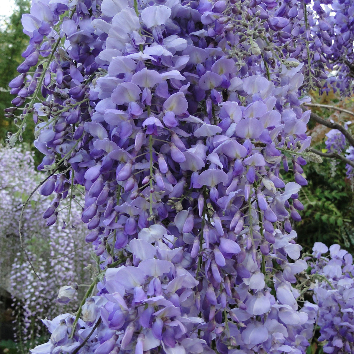 blue wisteria chinese tree BuyWisteria sinensis 'Southern Belle' Blue-Lavender Flowering Chinese Wis —  Mr Maple │ Buy Japanese Maple Trees