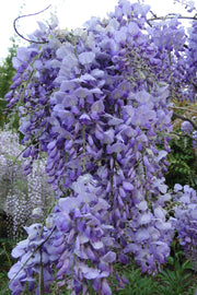 Wisteria sinensis 'Southern Belle' Blue Lavender Flowering Chinese Wisteria - Mr Maple │ Buy Japanese Maple Trees