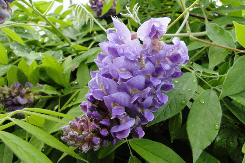 Wisteria sinensis 'Southern Belle' Blue Lavender Flowering Chinese Wisteria - Mr Maple │ Buy Japanese Maple Trees