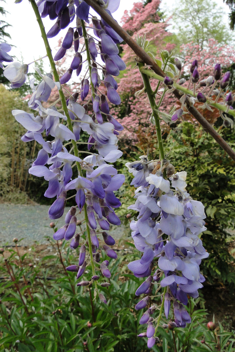 Wisteria sinensis 'Southern Belle' Blue Lavender Flowering Chinese Wisteria - Mr Maple │ Buy Japanese Maple Trees