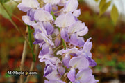 Wisteria sinensis 'Southern Belle' Blue Lavender Flowering Chinese Wisteria - Mr Maple │ Buy Japanese Maple Trees