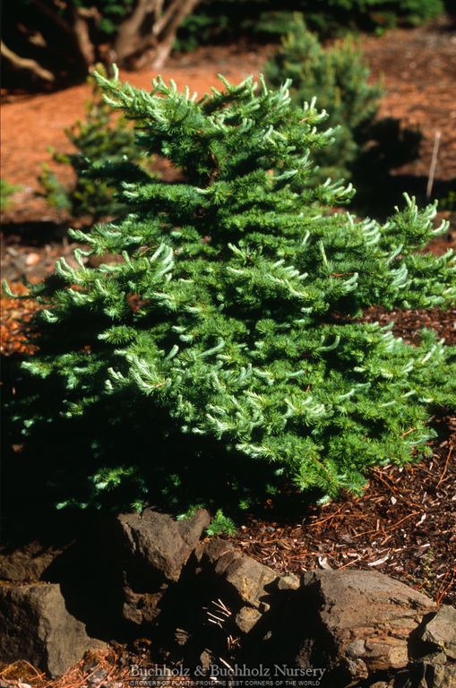Larix Kaempferi 'Wolterdingen' Rare Japanese Larch