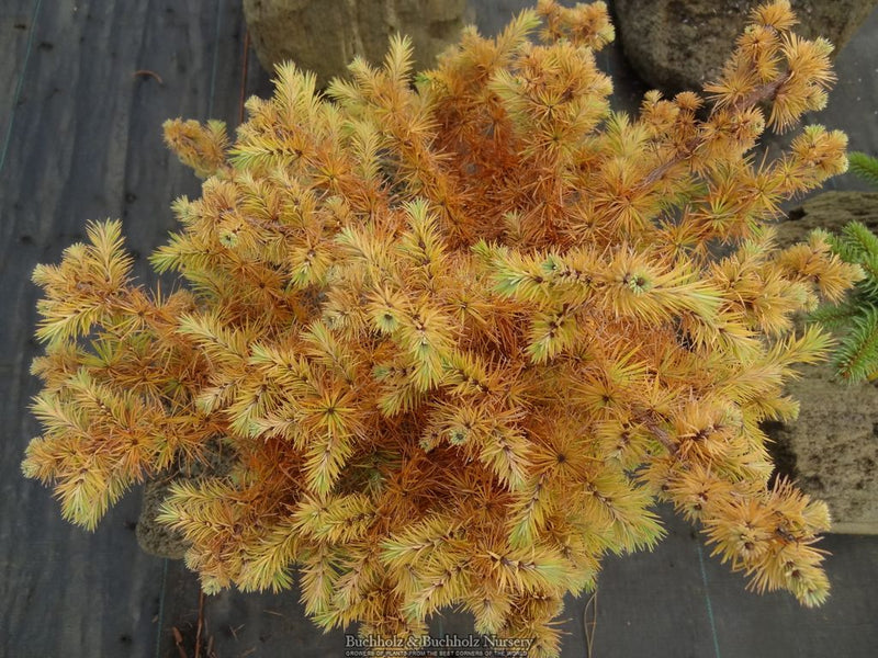 Larix Kaempferi 'Wolterdingen' Rare Japanese Larch
