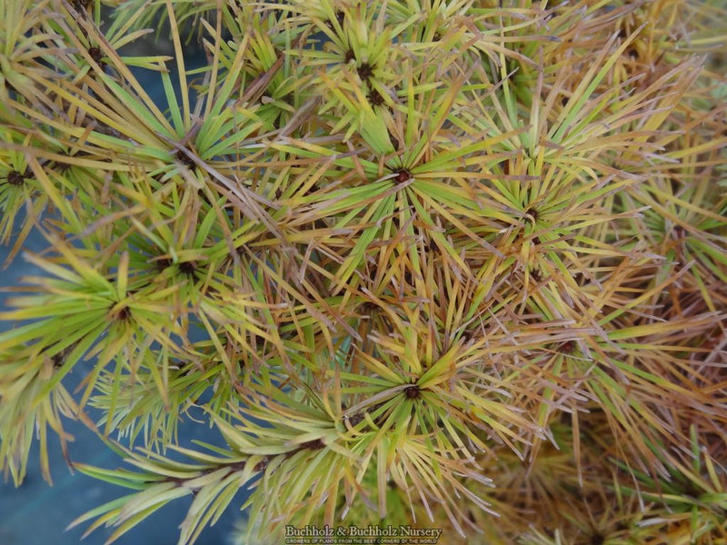 Larix Kaempferi 'Wolterdingen' Rare Japanese Larch